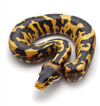 A curled ball python displays striking patterns. png