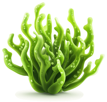 Vibrant green seaweed cluster against a white backdrop. png