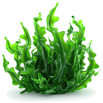 Vibrant, lush seaweed cluster against a white background. png