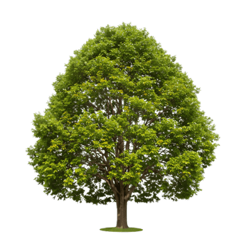Lush Green Deciduous Tree on Transparent Background png