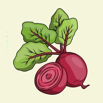Beetroot with leaves illustration vector