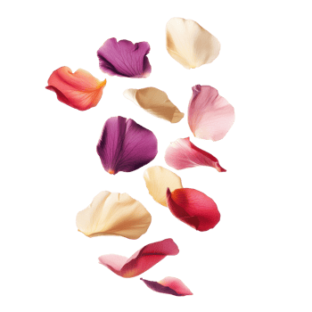 Abstract floral composition of vibrant rose petals. png