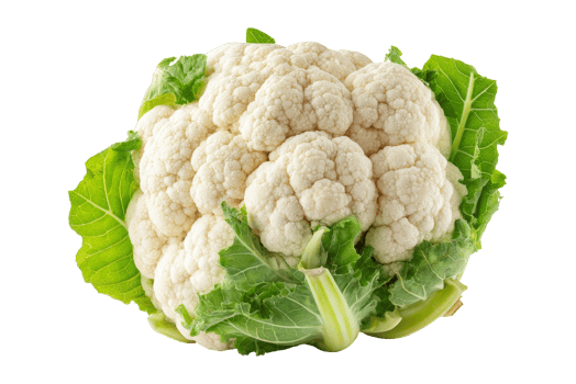 Harvesting organic cauliflower close-up png