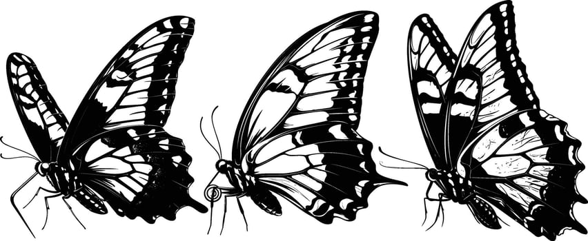Three Butterflies with Spread Wings in Black and White Hand Drawn Illustration vector