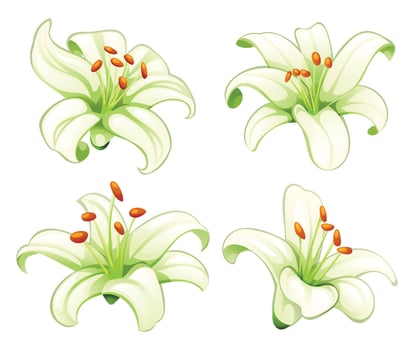 Collection of blooming white lilies in various angles and artistic style. Cartoon illustration vector