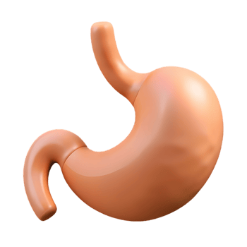 Medical Illustration 3D Render of Human Stomach Anatomical Model with Peach-Colored Smooth Texture png