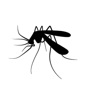 mosquito silhouette, black mosquitoes isolated on white, illustration mosquito for clip art vector