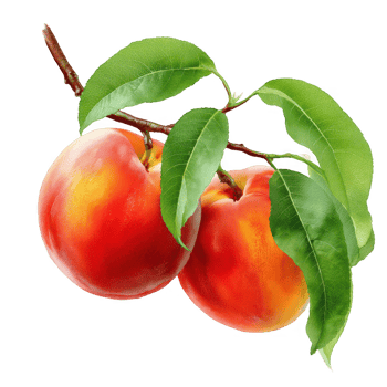Two peaches with leaves on a branch on transparent background png