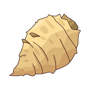 illustration of Sunchoke vector