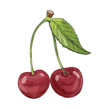 Hand drawn vintage sketch of cherry pair with green leaf, colorful detailed fruit illustration, isolated element vector