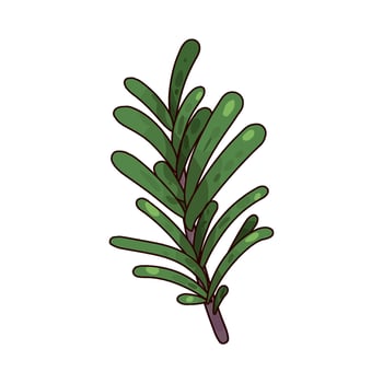 illustration of fresh rosemary vector