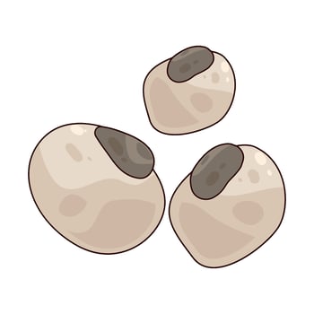 Pigeon Pea illustration vector