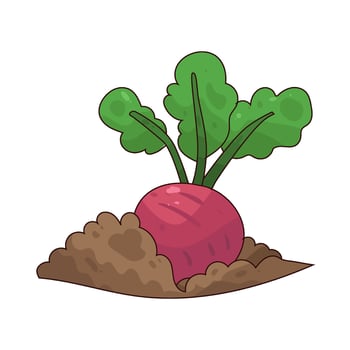 illustration of radish vector