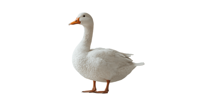 Domestic Goose. Symbol Of Agriculture And Poultry Farming Isolated On Transparent Background png