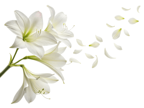 Beautiful amaryllis flowers in white bloom gracefully, with delicate petals drifting away, creating serene and elegant atmosphere png