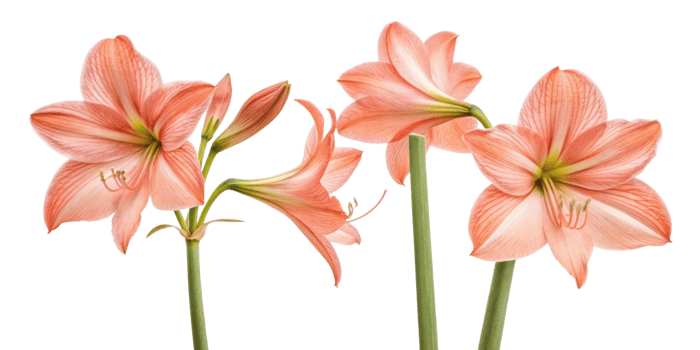 Amaryllis flowers bloom beautifully with vibrant colors and delicate petals creating stunning display of nature artistry png
