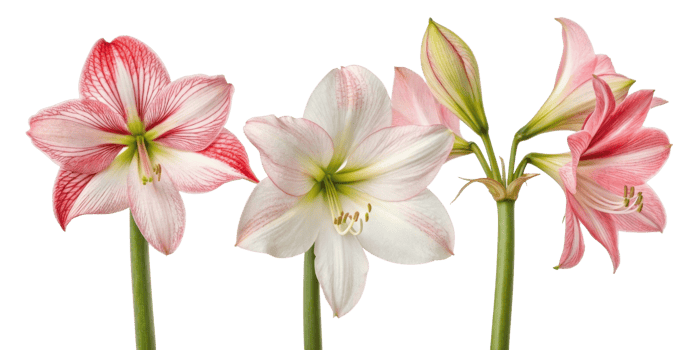 Amaryllis flowers bloom in vibrant colors showcasing their beauty and elegance, perfect for brightening any space png