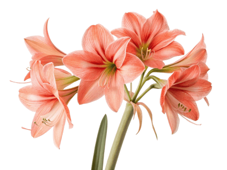 Amaryllis flower blooms in vibrant shades of pink, creating stunning display that brings joy and beauty to any setting png