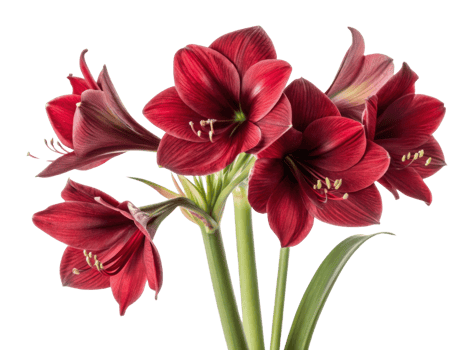 Amaryllis flowers bloom vibrantly showcasing their rich red petals and delicate beauty, perfect for brightening any space png