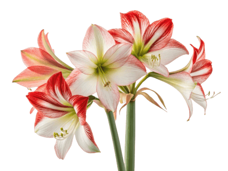 Beautiful amaryllis flowers bloom with striking red and white petals, creating vibrant display that brings joy to any space png