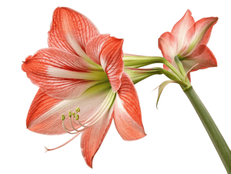 Amaryllis flower blooms in vibrant colors showcasing its beauty and elegance, perfect for brightening any space with its stunning presence png