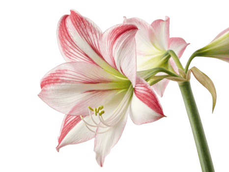 Amaryllis flowers bloom beautifully with vibrant colors and delicate petals, creating stunning display of nature artistry png