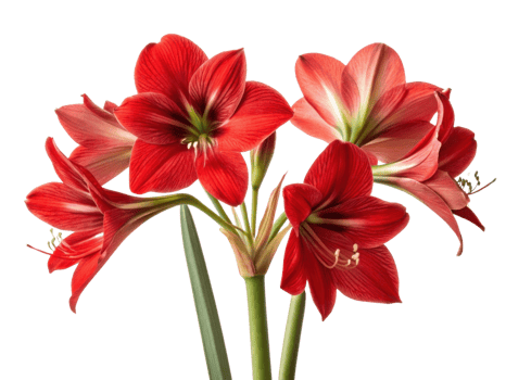 Amaryllis flowers bloom vibrantly showcasing their stunning red petals and graceful stems creating captivating display of nature beauty png