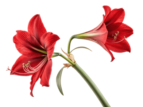 Amaryllis flower blooms radiate vibrant red hues showcasing nature beauty and elegance in stunning display of floral artistry png