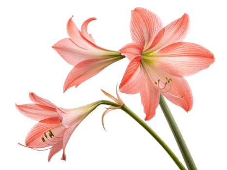 Amaryllis flowers bloom beautifully with their vibrant petals creating stunning display of nature artistry png