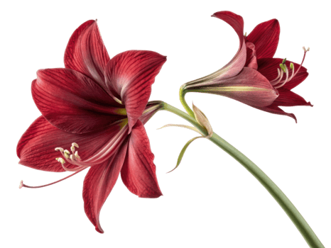 Amaryllis flower blooms in vibrant red showcasing its stunning petals and delicate details, perfect for adding elegance to any setting png