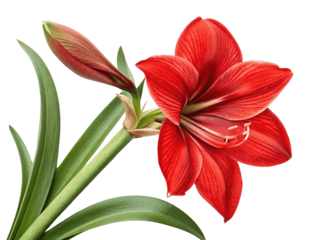 vibrant amaryllis flower showcases its stunning red petals and lush green leaves, symbolizing beauty and elegance in nature png