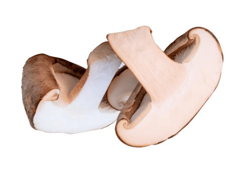 Two halves of shiitake mushroom isolated with clipping path in file format png