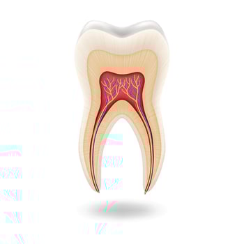 Illustrated crosssection showing human tooth anatomy with root canals and pulp visible in center on white background. Educational and dental use. Comprehensive view with copy space. vector