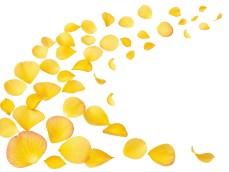 Bright yellow begonia flower petals gracefully scatter, creating beautiful and vibrant display that evokes feelings of joy and warmth png
