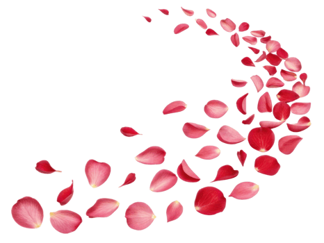 Beautiful begonia flower petals create graceful swirl, evoking sense of elegance and tranquility in nature design png