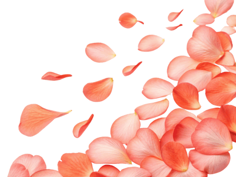 Beautiful begonia flowers in soft pink hues create serene atmosphere with delicate petals scattered gracefully png
