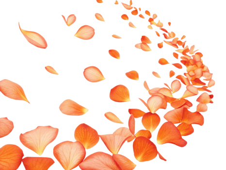 Beautiful begonia flower petals create vibrant swirl of color, evoking sense of elegance and natural beauty png