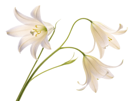 Delicate white flowers bloom gracefully, showcasing their beauty and elegance in nature design png