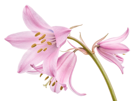 delicate bluebell flower blooms gracefully, showcasing its soft pink petals and intricate details that evoke sense of tranquility and beauty png