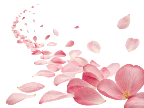 Beautiful camellia flowers create delicate trail of petals that evoke sense of tranquility and grace in nature design png