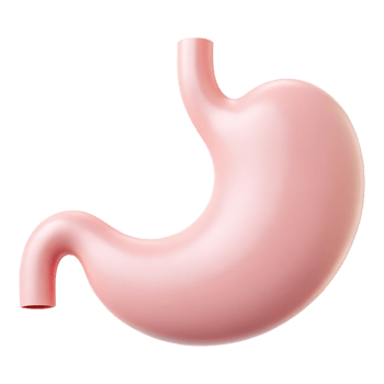 3D render of a human stomach. png