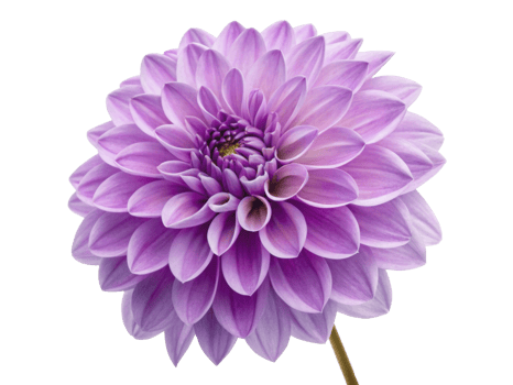 stunning dahlia flower showcases vibrant purple petals radiating beauty and elegance, perfect for any floral arrangement or garden png