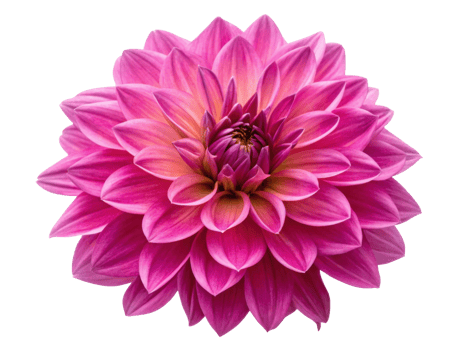 stunning dahlia flower in vibrant pink hues showcases its intricate petals and natural beauty, perfect for any floral arrangement png