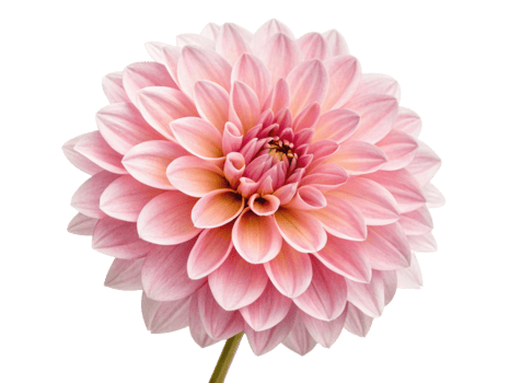 stunning dahlia flower showcases delicate pink petals radiating beauty and elegance, perfect for any floral arrangement or garden png