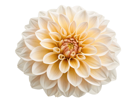 stunning dahlia flower showcases delicate petals in soft hues, radiating beauty and elegance in nature design png