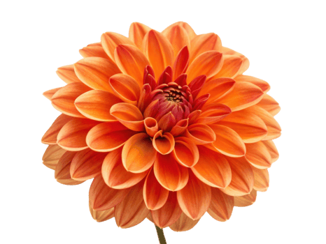 vibrant dahlia flower showcases stunning orange petals that radiate warmth and beauty, perfect for brightening any space png
