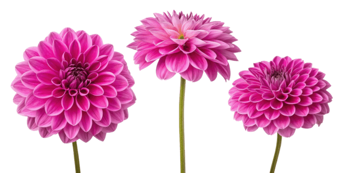Beautiful dahlia flowers bloom in vibrant pink hues showcasing their intricate petals and elegance png