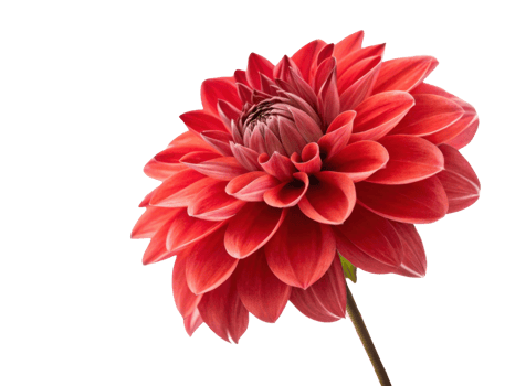 vibrant dahlia flower showcases its stunning red petals in full bloom, radiating beauty and elegance in any garden setting png