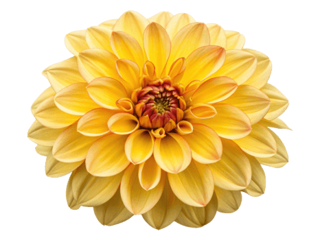 vibrant dahlia flower showcases its stunning yellow petals radiating beauty and joy in any garden setting png