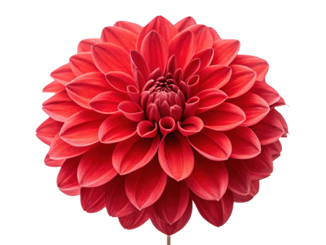 vibrant dahlia flower showcases stunning red petals that radiate beauty and elegance, perfect for any floral arrangement or garden display png